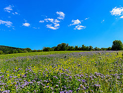 Blumenwiese